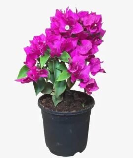 bougainvillea