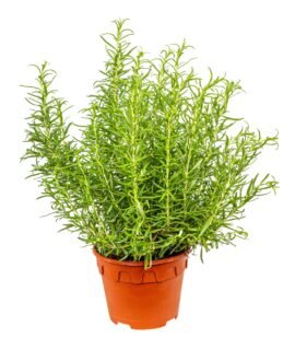 Rosemary